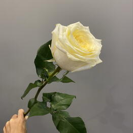I FIORI