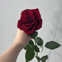 Цветы.Бро