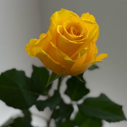 Harmony Flowers