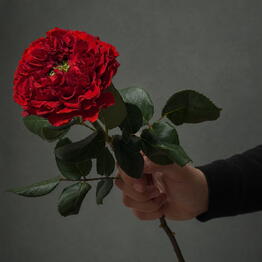 Who Loves