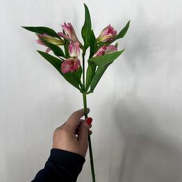 One of the most persistent flowers for the house is alstroemeria