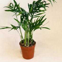 Sinitsa_Leaf