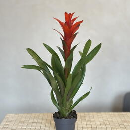 RoNi Flower Boutique