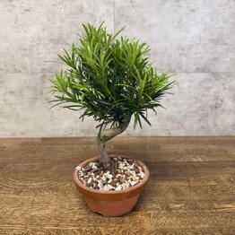LuxuryPlants