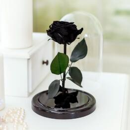 Red-Roses