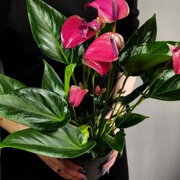 Exotica