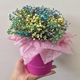 Гипсофила в яркой коробке