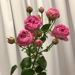SELENA flowers