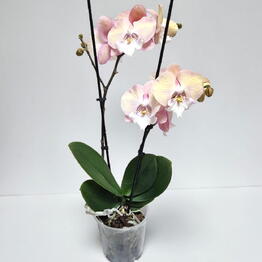 Eva Flowers