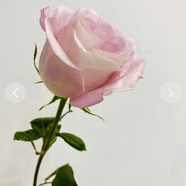 OK Flowers