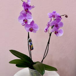 Her Flowers 