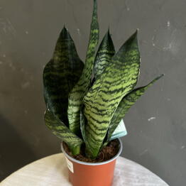 Flora Decor