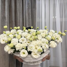Assyl Bloom