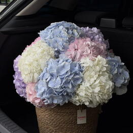 Noosh Flowers