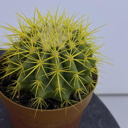 Edelda Flowers
