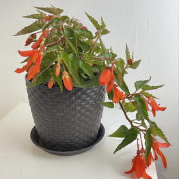 Primaflora 