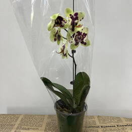 Flora dizayn