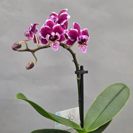Tutti fiori