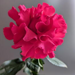 ROZEN