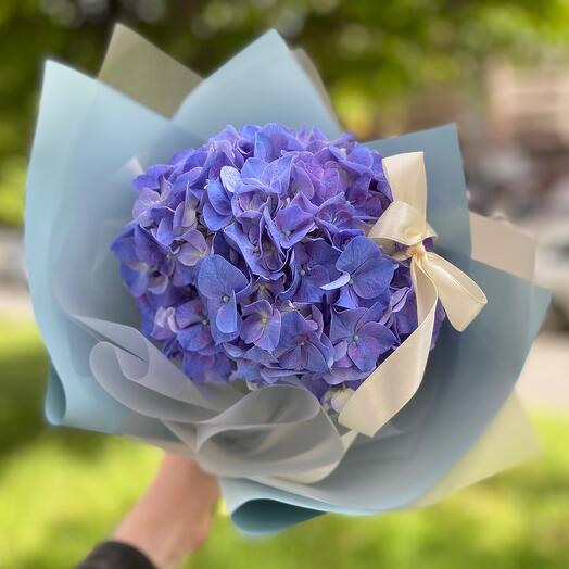 Гортензия 💙