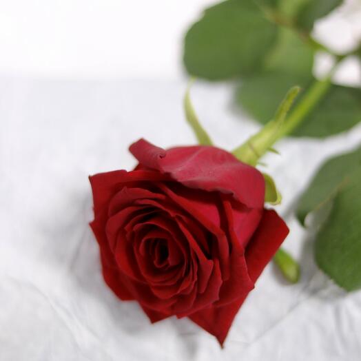 Red Rose Russia
