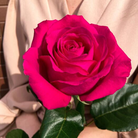 Rosa Ecuador