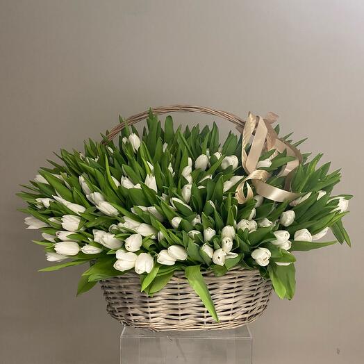 300 white tulip