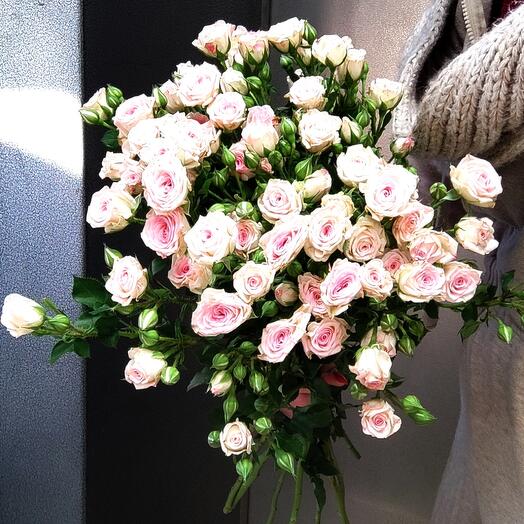 Rosa arbustiva