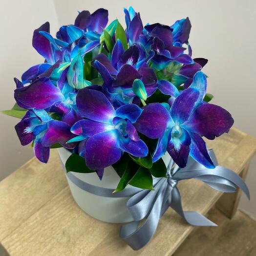 Caja de orquídeas espaciales