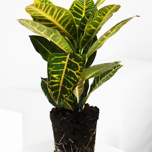 Croton Petra