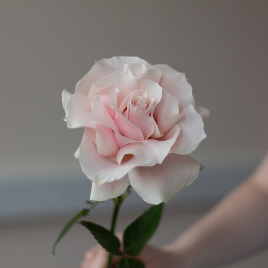 French Rose pink "To You"