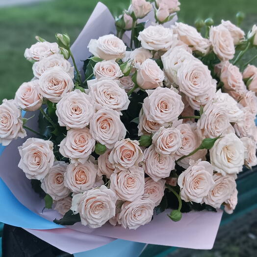 Кустовые розы Антонина