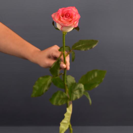 JUMILIA 60 cm