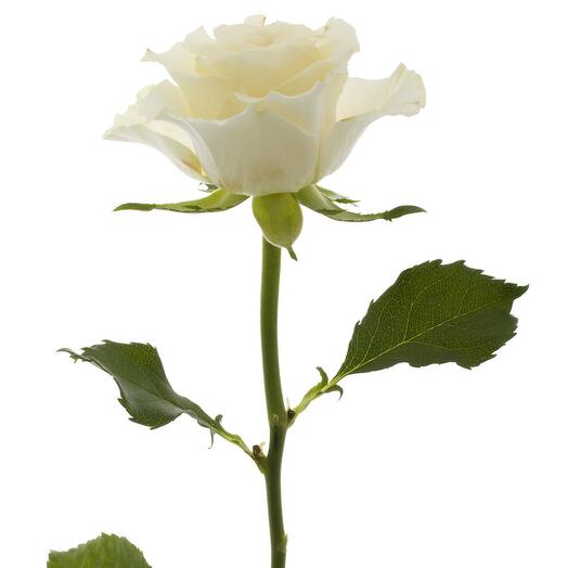 Rosa blanca