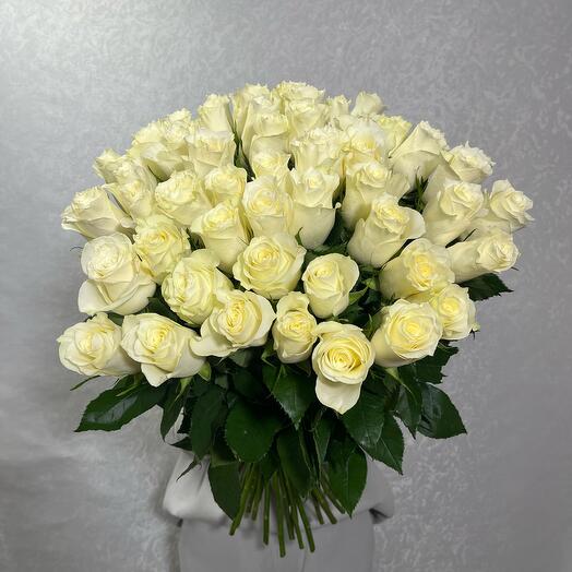 Розы Голландия
