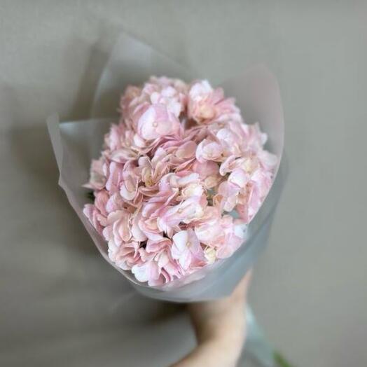 Pink Hydrangea