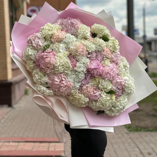 51 ГОРТЕНЗИЯ