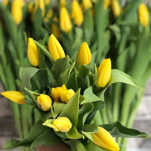 Yellow Tulip Bundle 1208