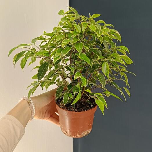 Ficus of Benjamin Kinki