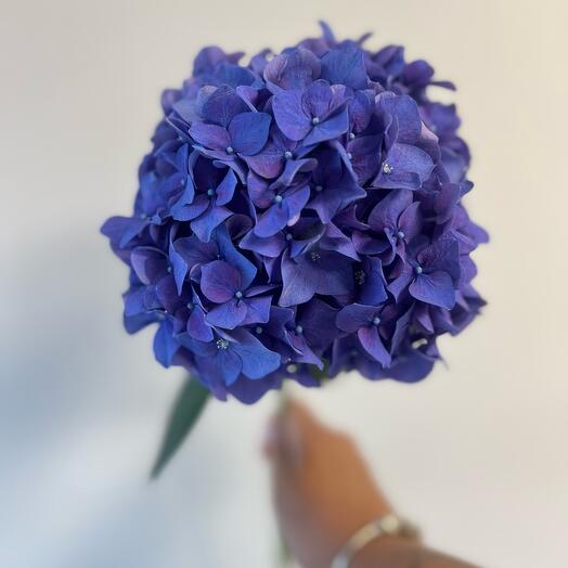 Hortensja blue
