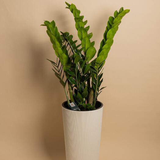 Замиокулькас 90 см