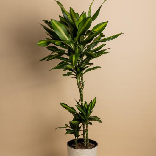 Драцена 120 см