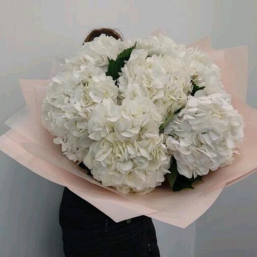 Hydrangea