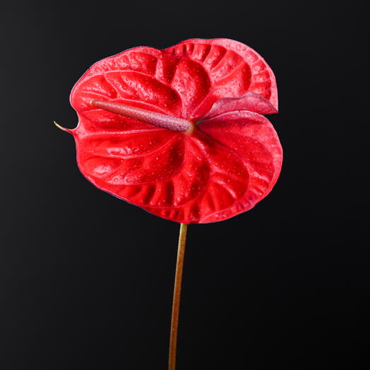 Red Anthurium (Flamingo Flower)