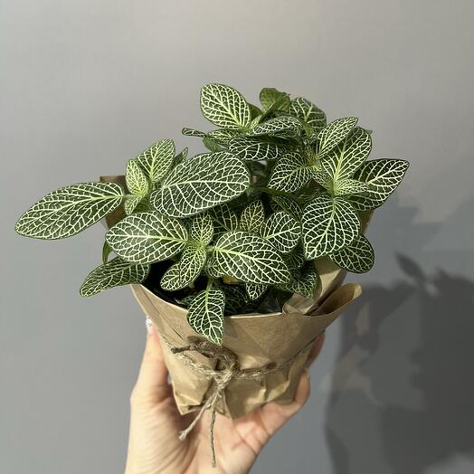 Комнатное растение «Фиттония»