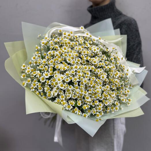 Ромашки кустовые 🌼