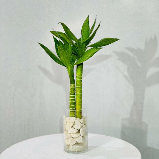 Денежный бамбук lucky bambooдрацена сандера