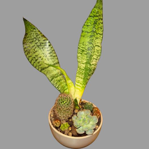 Composición de plantas en macetas