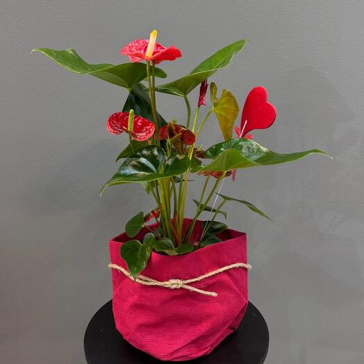 Anthurium Encanto Rojo