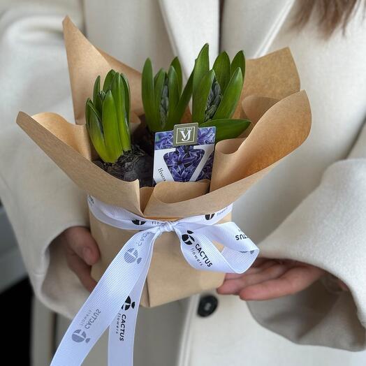 Гиацинты в горшке